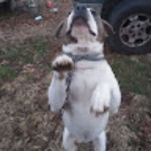 Meet your Posher, Annabelle